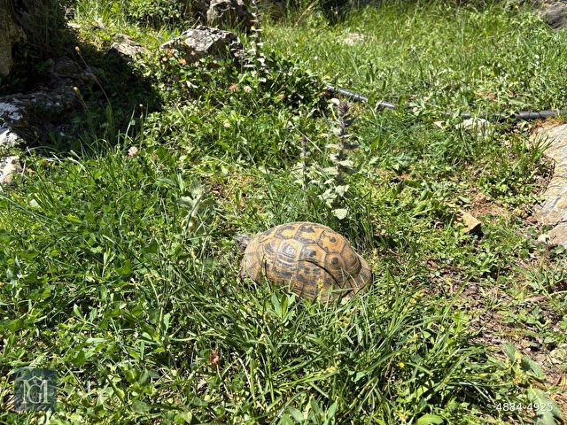 Milas Korucuk’ta Doğayla İç İçe, İçerisinde Yapı Bulunan Arazi - Görsel 21