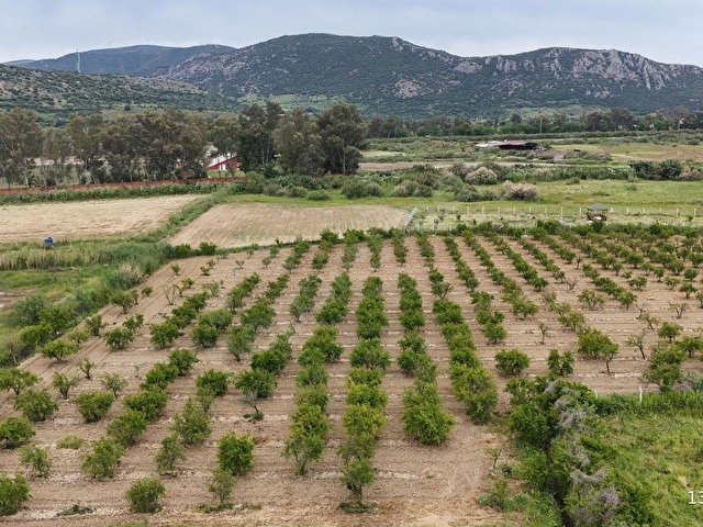 550 NAR AĞAÇLI, GELİRİ YÜKSEK 8.298 M2 ÖZEL BAHÇE - Görsel 14