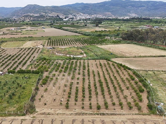 550 NAR AĞAÇLI, GELİRİ YÜKSEK 8.298 M2 ÖZEL BAHÇE - Görsel 10