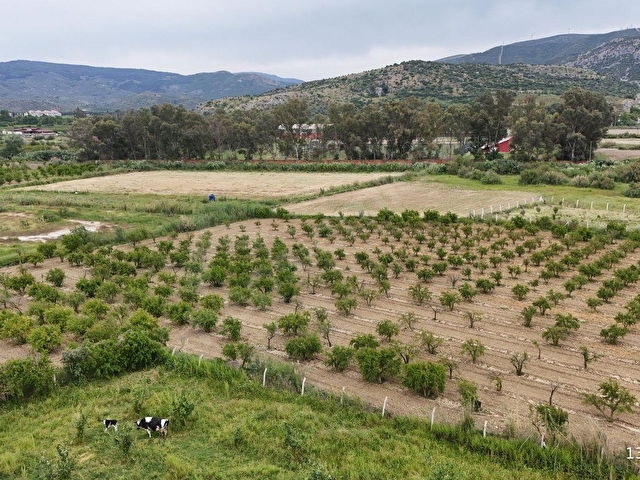 550 NAR AĞAÇLI, GELİRİ YÜKSEK 8.298 M2 ÖZEL BAHÇE - Görsel 13