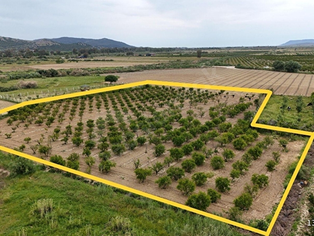 550 NAR AĞAÇLI, GELİRİ YÜKSEK 8.298 M2 ÖZEL BAHÇE - Görsel 4