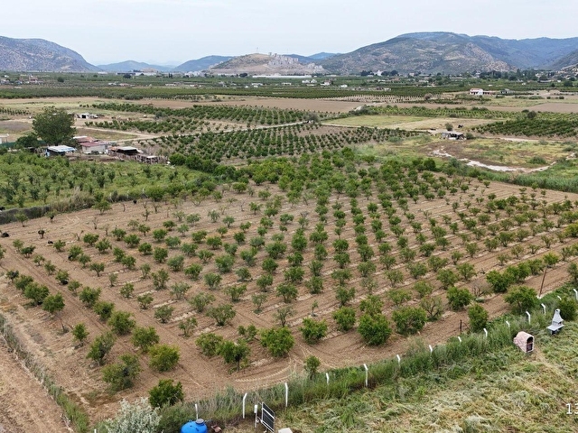 550 NAR AĞAÇLI, GELİRİ YÜKSEK 8.298 M2 ÖZEL BAHÇE