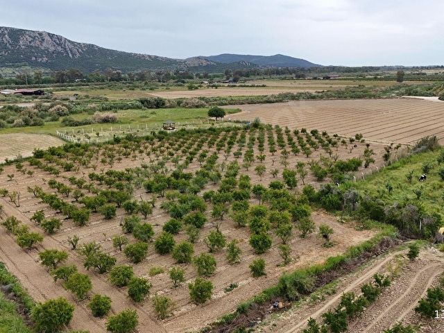 550 NAR AĞAÇLI, GELİRİ YÜKSEK 8.298 M2 ÖZEL BAHÇE - Görsel 16