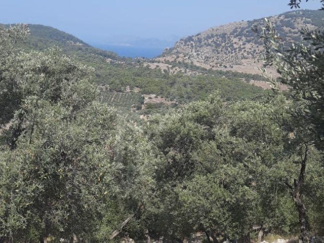 DALAMAN KAPIKARGIN MAH,10,500M2 ARAZİ - Görsel 4