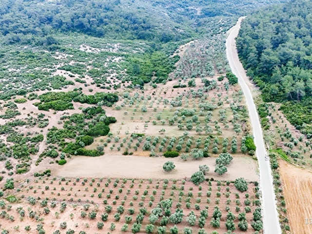 GÖLOVA KÖYÜNDE, DENİZE YAKIN, ANA YOLA CEPHELİ 3000 M2 BAHÇE - Görsel 8