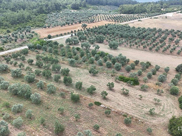 GÖLOVA KÖYÜNDE, DENİZE YAKIN, ANA YOLA CEPHELİ 3000 M2 BAHÇE - Görsel 20