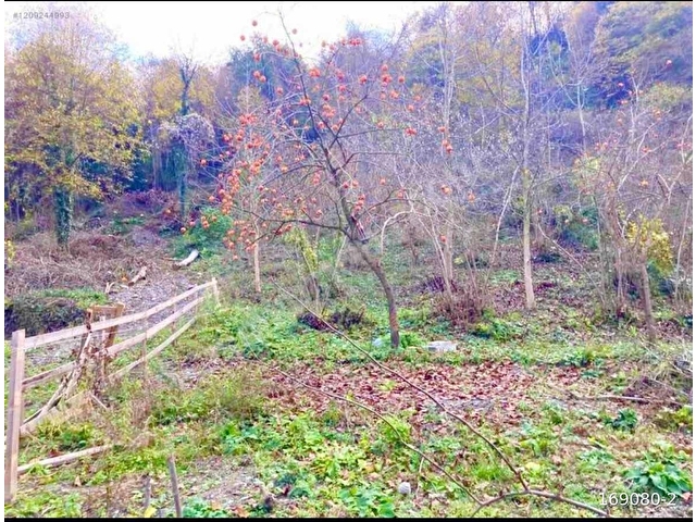 EZGİ DOĞANDAN SAPANCA ŞÜKRİYEDE FIRSAT SATILIK ARSA