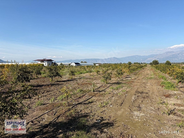 Eskiköyde 21500M2 Satılık Nar Bahçesi - Görsel 20