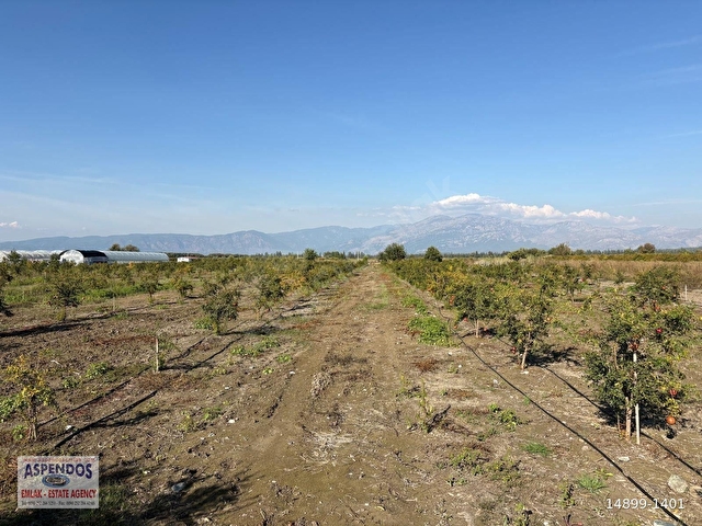 Eskiköyde 21500M2 Satılık Nar Bahçesi - Görsel 6