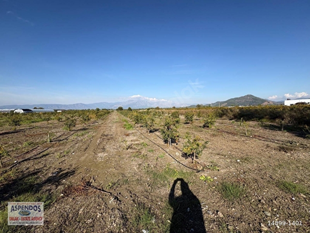 Eskiköyde 21500M2 Satılık Nar Bahçesi - Görsel 29