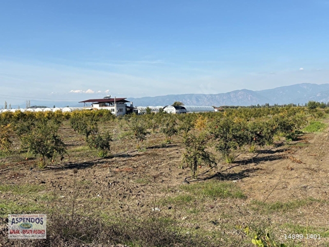Eskiköyde 21500M2 Satılık Nar Bahçesi - Görsel 22