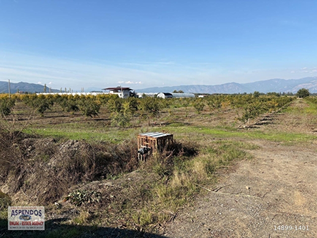 Eskiköyde 21500M2 Satılık Nar Bahçesi - Görsel 13
