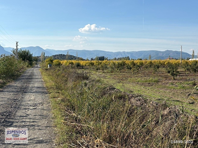 Eskiköyde 21500M2 Satılık Nar Bahçesi - Görsel 16
