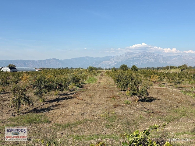 Eskiköyde 21500M2 Satılık Nar Bahçesi - Görsel 2