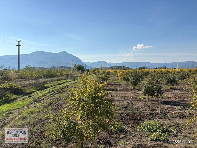 Eskiköyde 21500M2 Satılık Nar Bahçesi - Görsel 17