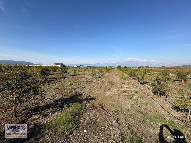 Eskiköyde 21500M2 Satılık Nar Bahçesi - Görsel 25