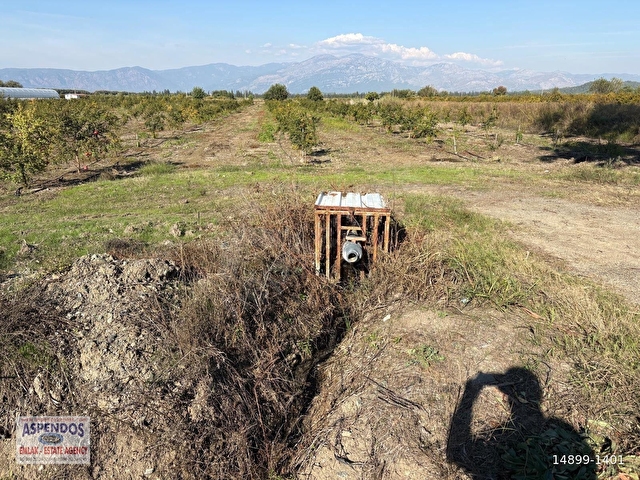 Eskiköyde 21500M2 Satılık Nar Bahçesi - Görsel 4