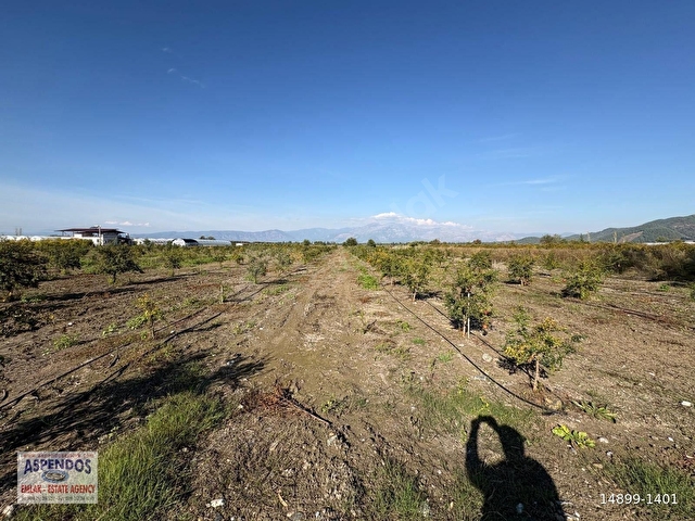Eskiköyde 21500M2 Satılık Nar Bahçesi - Görsel 14