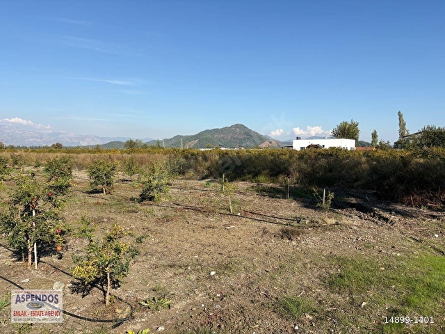 Eskiköyde 21500M2 Satılık Nar Bahçesi - Görsel 9
