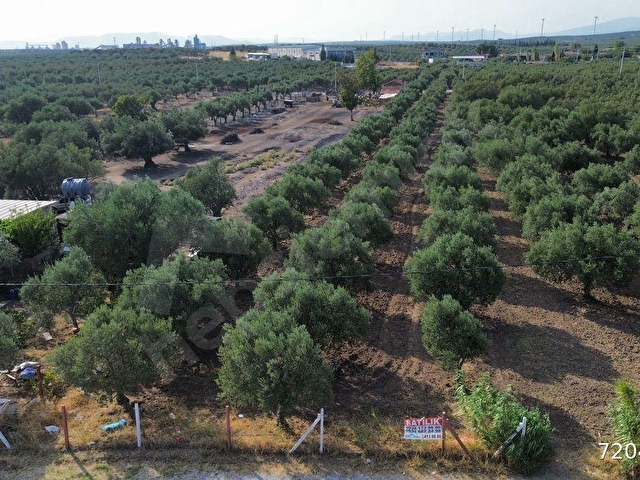 Akhisar Doğuca’da 2600 m2 Satılık Tek Tapu Zeytinlik - Görsel 3
