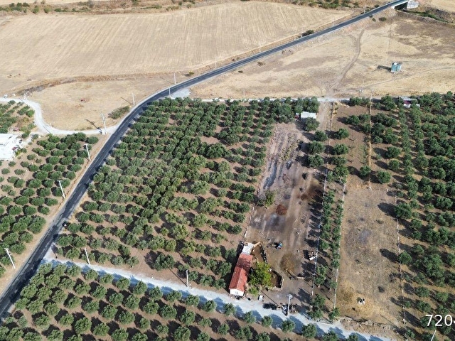 Akhisar Doğuca’da 2600 m2 Satılık Tek Tapu Zeytinlik - Görsel 8
