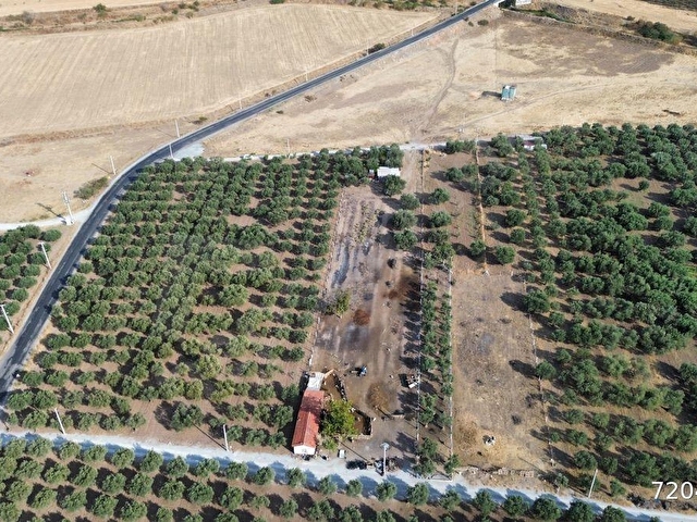 Akhisar Doğuca’da 2600 m2 Satılık Tek Tapu Zeytinlik - Görsel 9