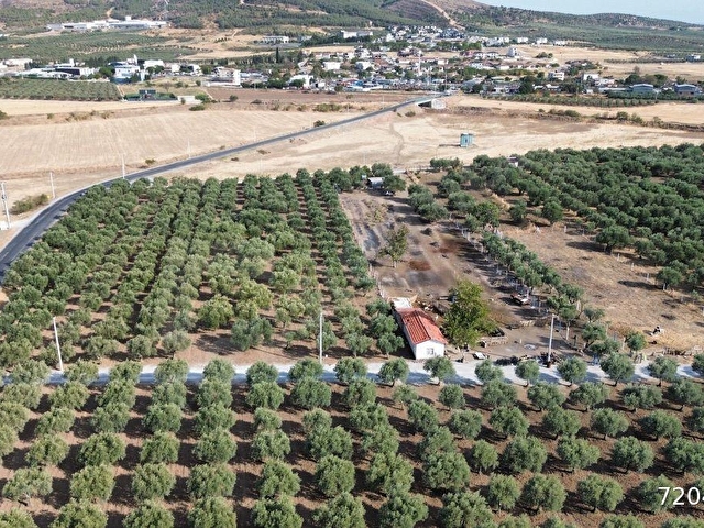 Akhisar Doğuca’da 2600 m2 Satılık Tek Tapu Zeytinlik - Görsel 14
