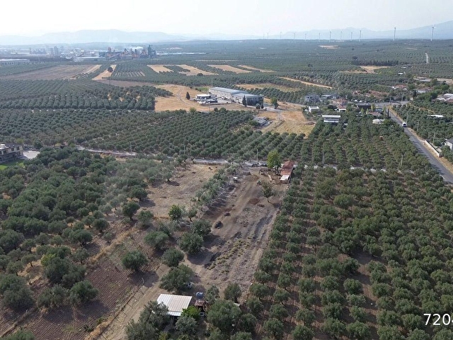 Akhisar Doğuca’da 2600 m2 Satılık Tek Tapu Zeytinlik - Görsel 11