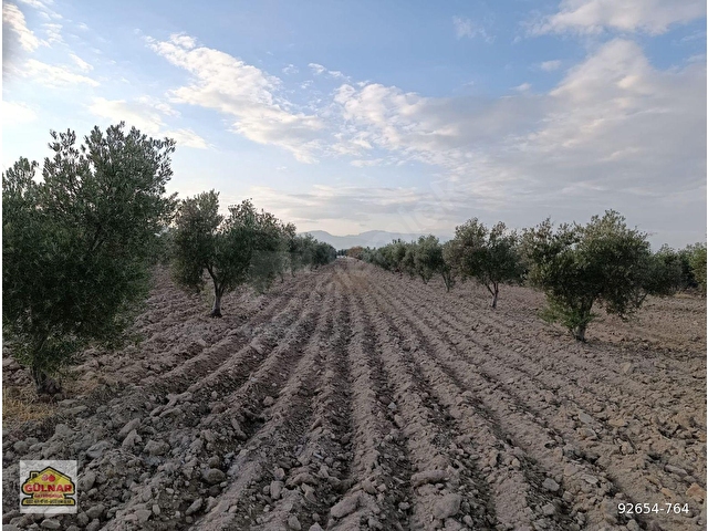 SATILIK 69871 M2 ZEYTİN BAHÇESİ - Görsel 7