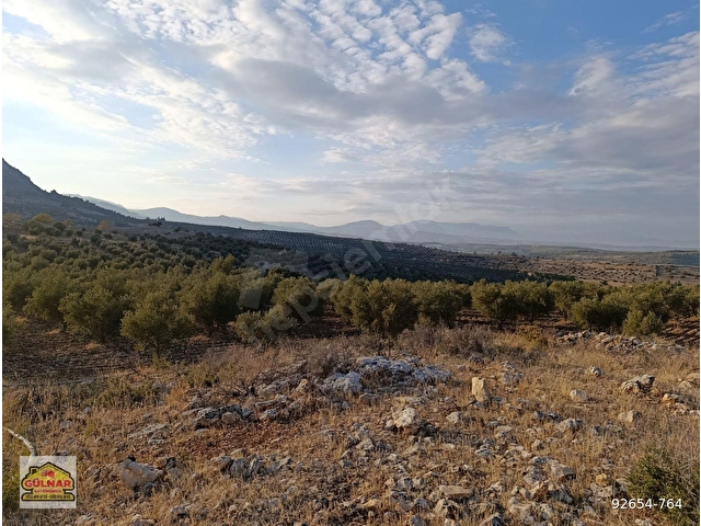 SATILIK 69871 M2 ZEYTİN BAHÇESİ - Görsel 17