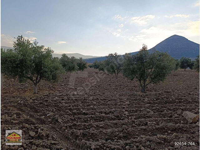 SATILIK 69871 M2 ZEYTİN BAHÇESİ - Görsel 3