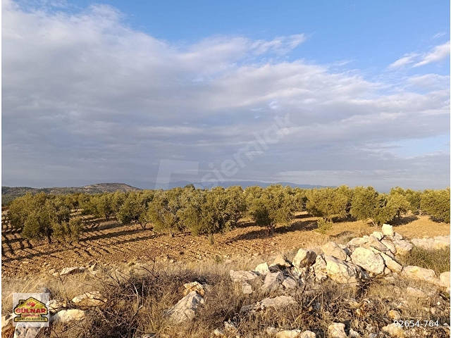 SATILIK 69871 M2 ZEYTİN BAHÇESİ - Görsel 16