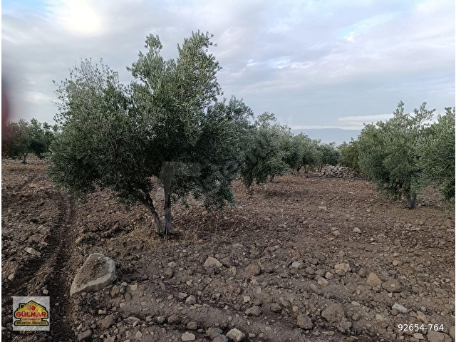 SATILIK 69871 M2 ZEYTİN BAHÇESİ - Görsel 23