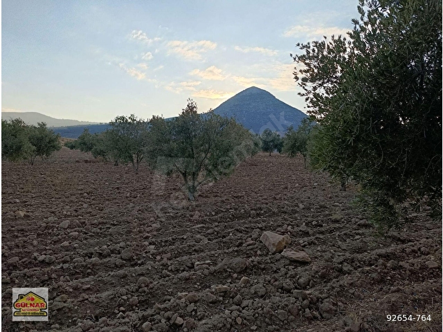 SATILIK 69871 M2 ZEYTİN BAHÇESİ