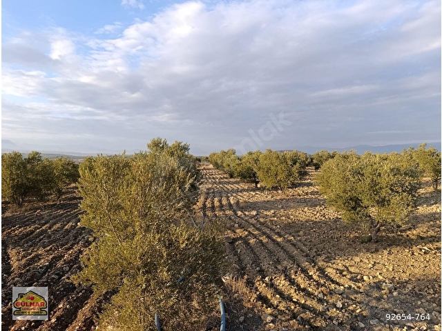 SATILIK 69871 M2 ZEYTİN BAHÇESİ - Görsel 15