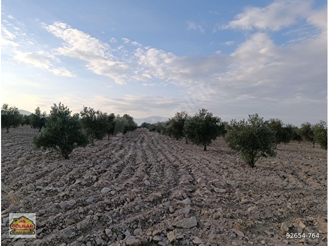 SATILIK 69871 M2 ZEYTİN BAHÇESİ - Görsel 9
