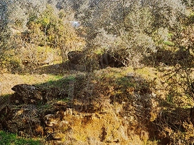 ANA YOLA YAKIN 52 AĞACLI ZEYTİNLİK - Görsel 28