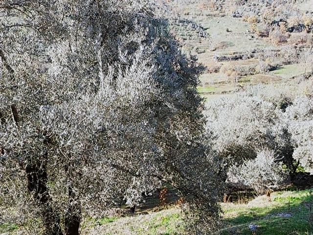 ANA YOLA YAKIN 52 AĞACLI ZEYTİNLİK - Görsel 5