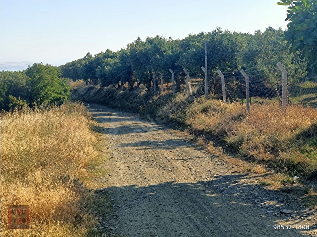 HAMDİ EMLAKTAN MUHTEŞEM MANZARALI YOLA CEPHELİ 5630 M2 ZEYTİNLİK - Görsel 30