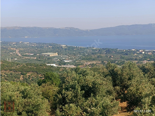 HAMDİ EMLAKTAN MUHTEŞEM MANZARALI YOLA CEPHELİ 5630 M2 ZEYTİNLİK - Görsel 4