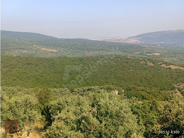 HAMDİ EMLAKTAN MUHTEŞEM MANZARALI YOLA CEPHELİ 5630 M2 ZEYTİNLİK - Görsel 10