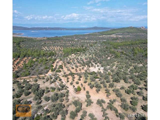 ROUTE 10DAN AYVALIK CUNDA ADASINDA SATILIK ZEYTİNLİK - Görsel 4