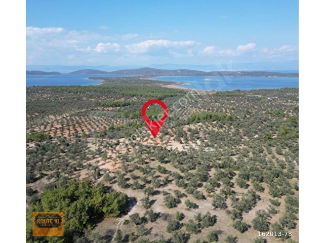 ROUTE 10DAN AYVALIK CUNDA ADASINDA SATILIK ZEYTİNLİK - Görsel 5