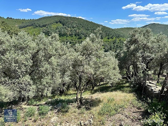 BAYINDIRDA 800 ZEYTİN AĞAÇLI 13.315 m² TEK TAPU ZEYTİNLİK - Görsel 10