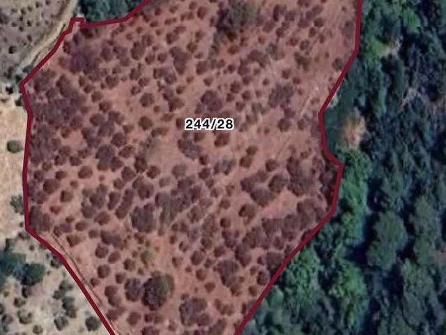 BAYINDIRDA 800 ZEYTİN AĞAÇLI 13.315 m² TEK TAPU ZEYTİNLİK - Görsel 7