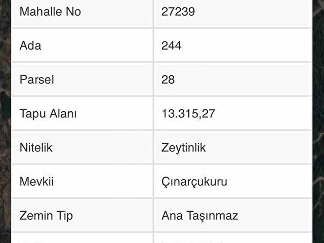 BAYINDIRDA 800 ZEYTİN AĞAÇLI 13.315 m² TEK TAPU ZEYTİNLİK - Görsel 3