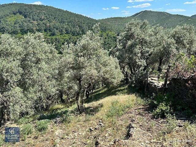 BAYINDIRDA 800 ZEYTİN AĞAÇLI 13.315 m² TEK TAPU ZEYTİNLİK - Görsel 18