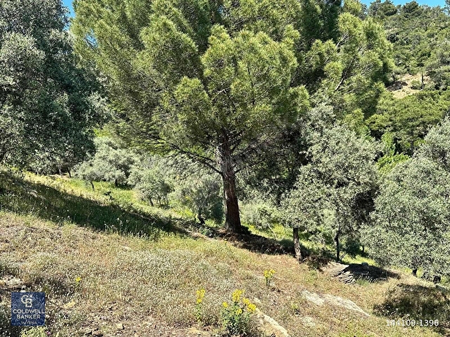 BAYINDIRDA 800 ZEYTİN AĞAÇLI 13.315 m² TEK TAPU ZEYTİNLİK - Görsel 16