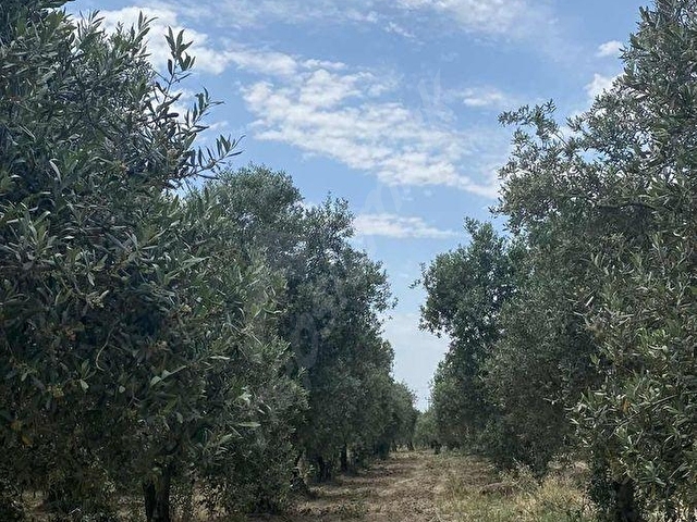 AKHİSAR a 18 KM MECIDYE DE 6200 M2 SATILIK TİRİLYA BAHÇESİ - Görsel 13