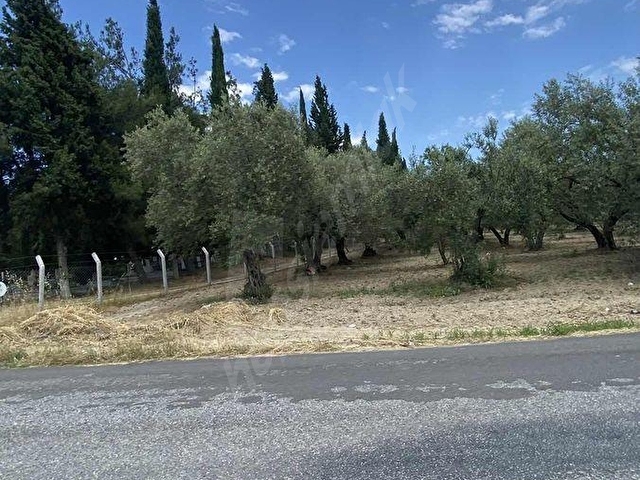 AKHİSAR a 18 KM MECIDYE DE 6200 M2 SATILIK TİRİLYA BAHÇESİ - Görsel 2